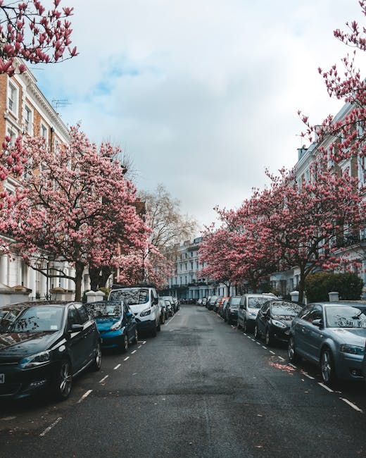 A narrow residential street in Kensington lined with parked cars on both sides, with cherry blossom trees in full pink bloom along the pavements. The street features a mix of compact and larger vehicles, including hatchbacks and sedans, closely parked next to white double-fronted Victorian houses with decorative brickwork and large windows. In the foreground, the asphalt road appears clean and well-maintained, with marked parking bays and a gentle incline leading towards more houses in the background. The scene is captured during daylight hours under a partly cloudy sky, highlighting the vibrant contrast of the pink blossoms against the urban setting. Occasionally, items such as cardboard boxes or packing materials could be seen inside the vehicles or near the kerb, indicating recent or upcoming home relocation activities. This setting reflects typical urban moving logistics, with [COMPANY_NAME] often assisting clients with furniture transport and packing during house removals in the Kensington area.